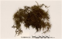 藏品(塔苔)的圖片